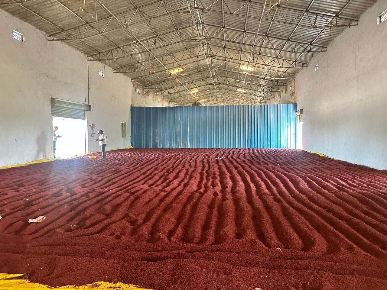 Seed drying shed at full capacity