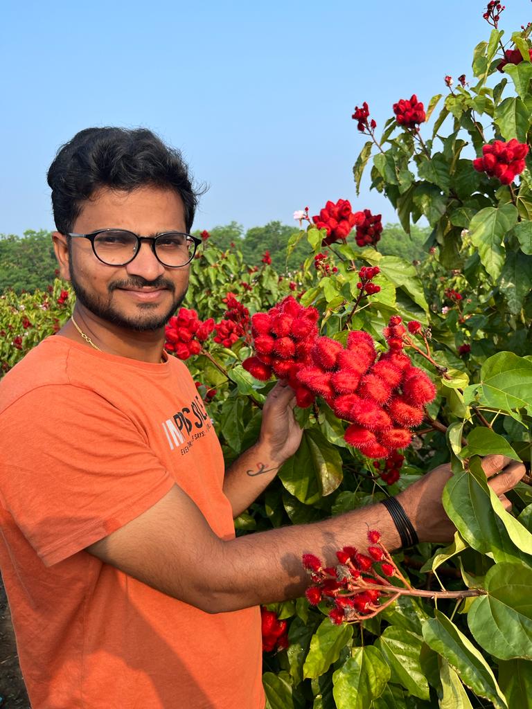 Harvesting pods on our plantation